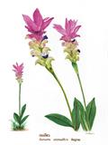 Siam tulip ، لاله سیام، Thai tulip